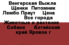 Венгерская Выжла. Щенки. Питомник Лембо Праут. › Цена ­ 35 000 - Все города Животные и растения » Собаки   . Алтайский край,Яровое г.